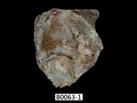 藏品(鶯蛤)的圖片